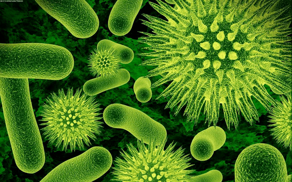 wie Bakterien in den Körper gelangen